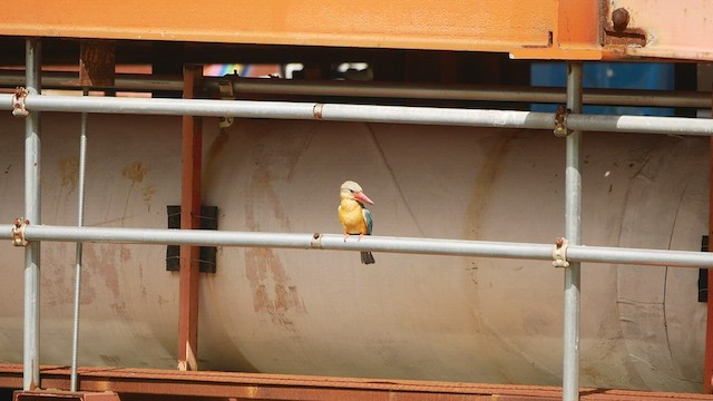 Stork-billed Kingfisher - ML422562791