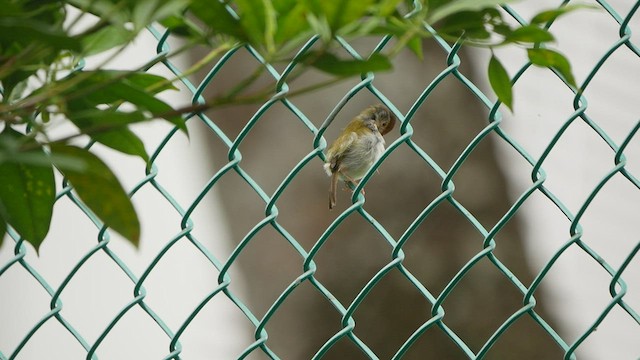 Common Tailorbird - ML422562831