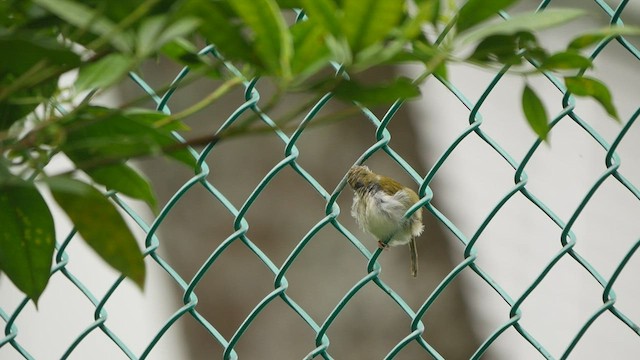 Common Tailorbird - ML422562841