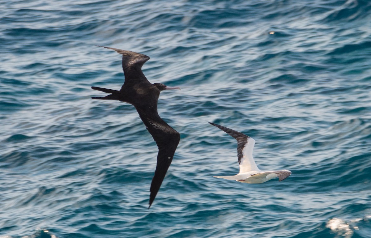 Great Frigatebird - ML422563141