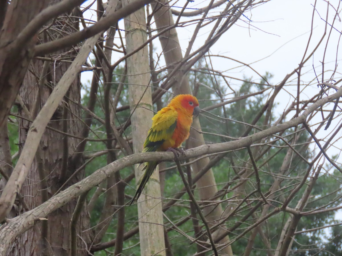 Sun Parakeet - ML422563351