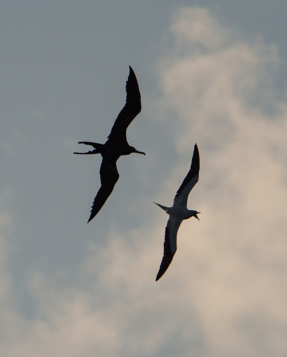 Great Frigatebird - ML422563671