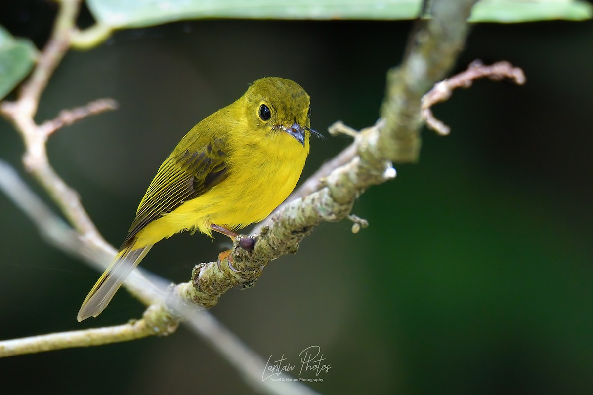 Citrine Canary-Flycatcher - Allan Barredo