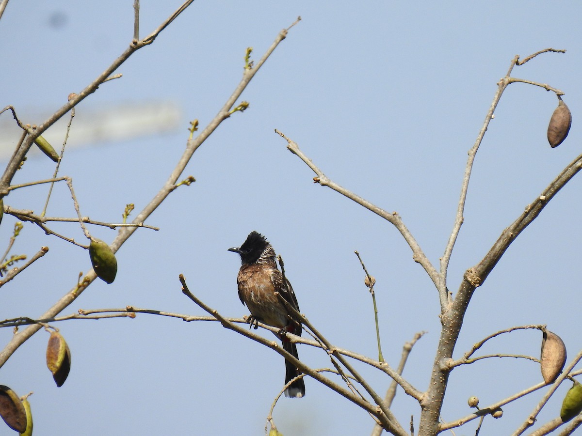 Red-vented Bulbul - ML422565411