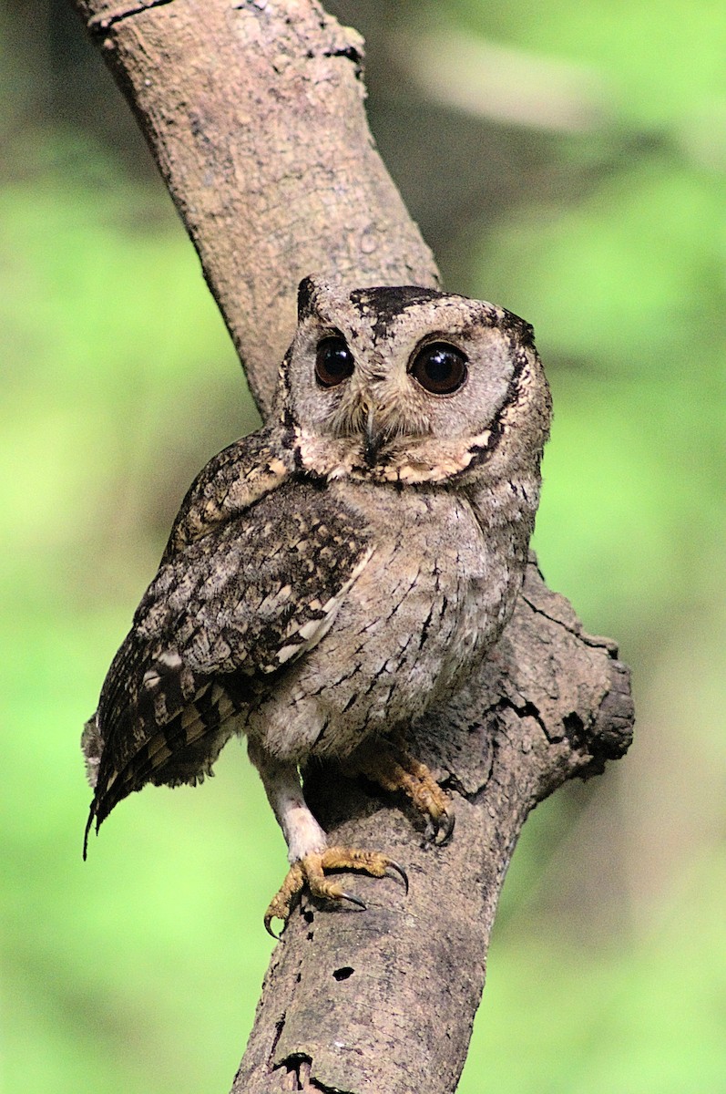 Indian Scops-Owl - Subash Jeyan
