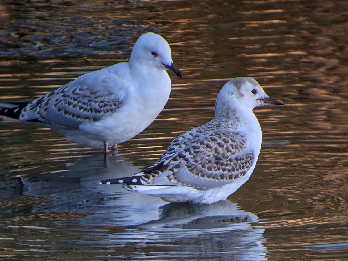 Gaviota Plateada - ML422569131