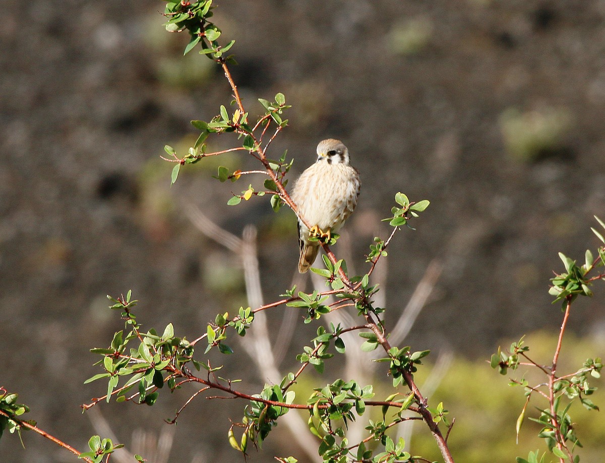 American Kestrel - ML422569231