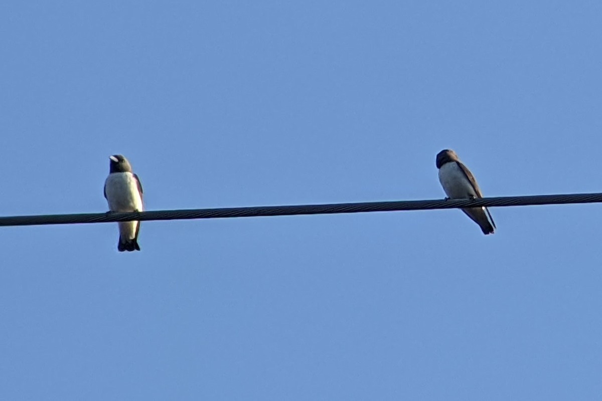 White-breasted Woodswallow - ML422569471