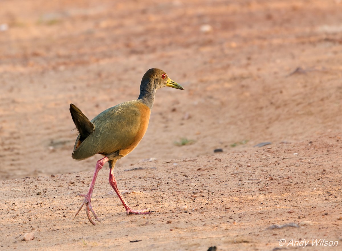 Gray-cowled Wood-Rail (Gray-cowled) - Andrew Wilson