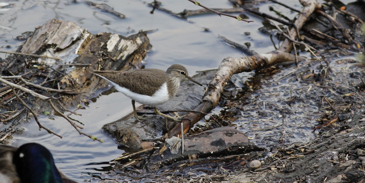 Common Sandpiper - Anabel&Geoff Harries
