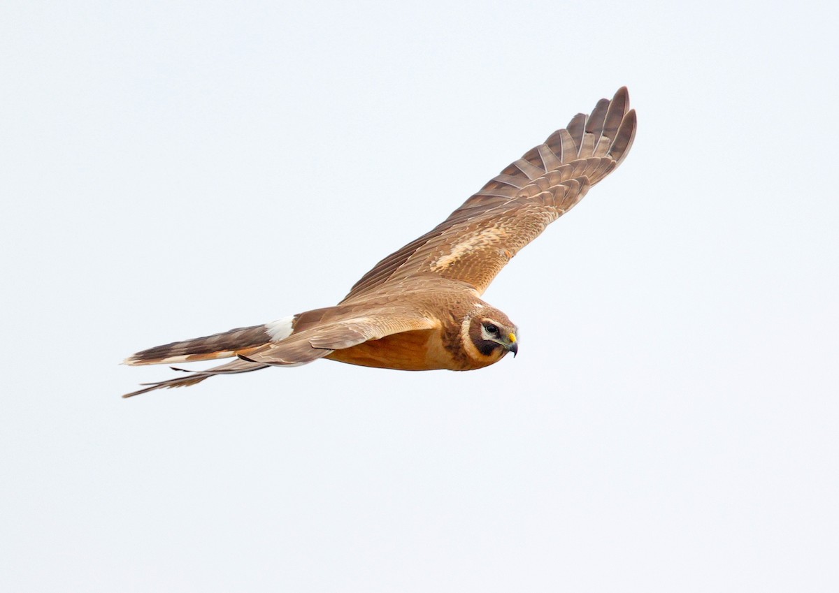 Pallid Harrier - ML422572071