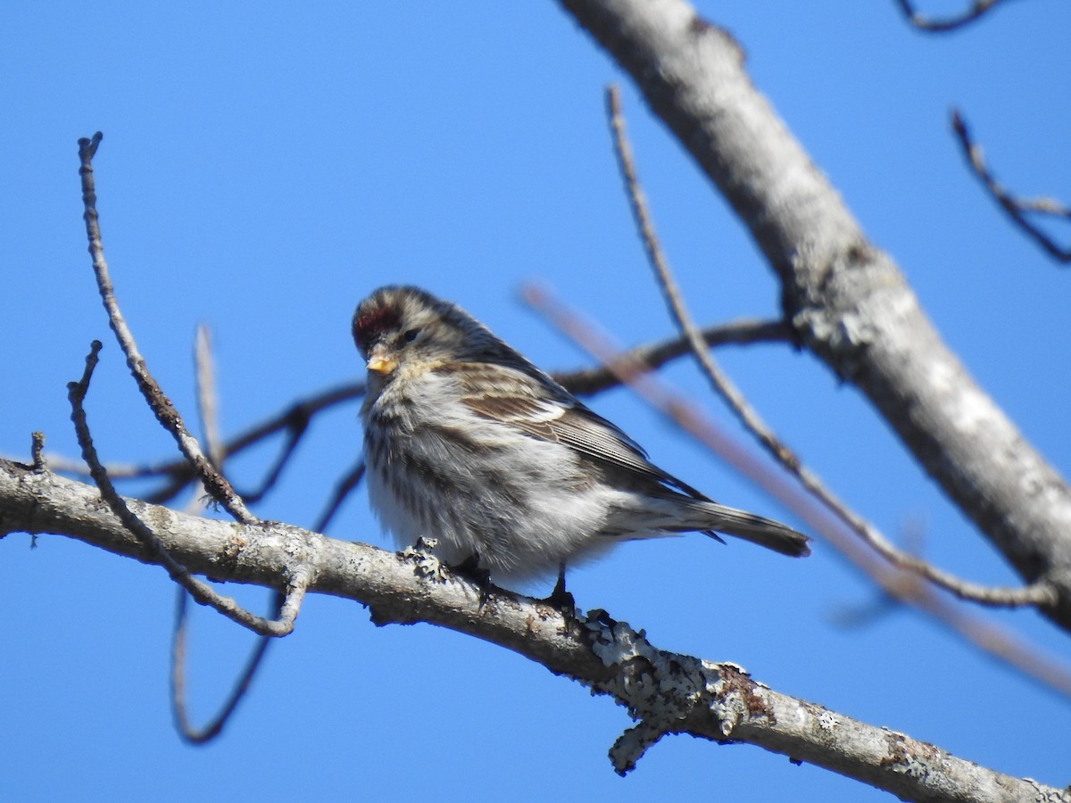 Common Redpoll - ML422573061