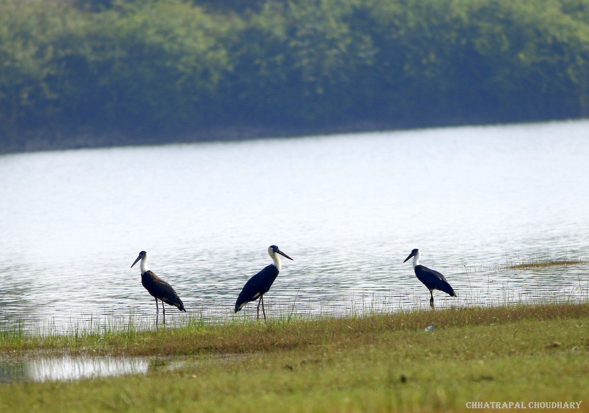 Asian Woolly-necked Stork - ML422575291