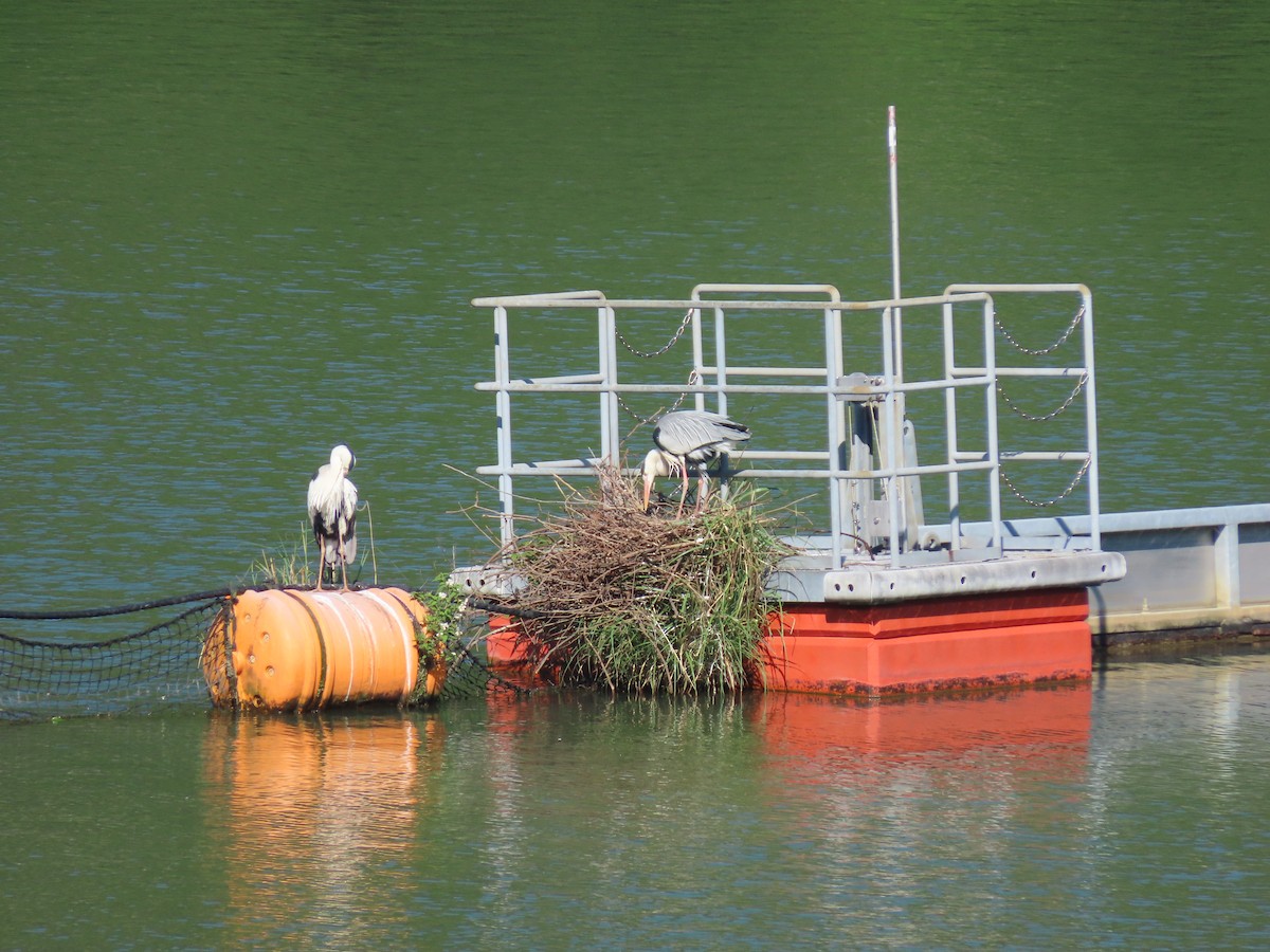 Gray Heron - ML422575541