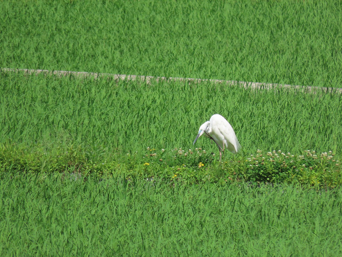 Great Egret - ML422575631