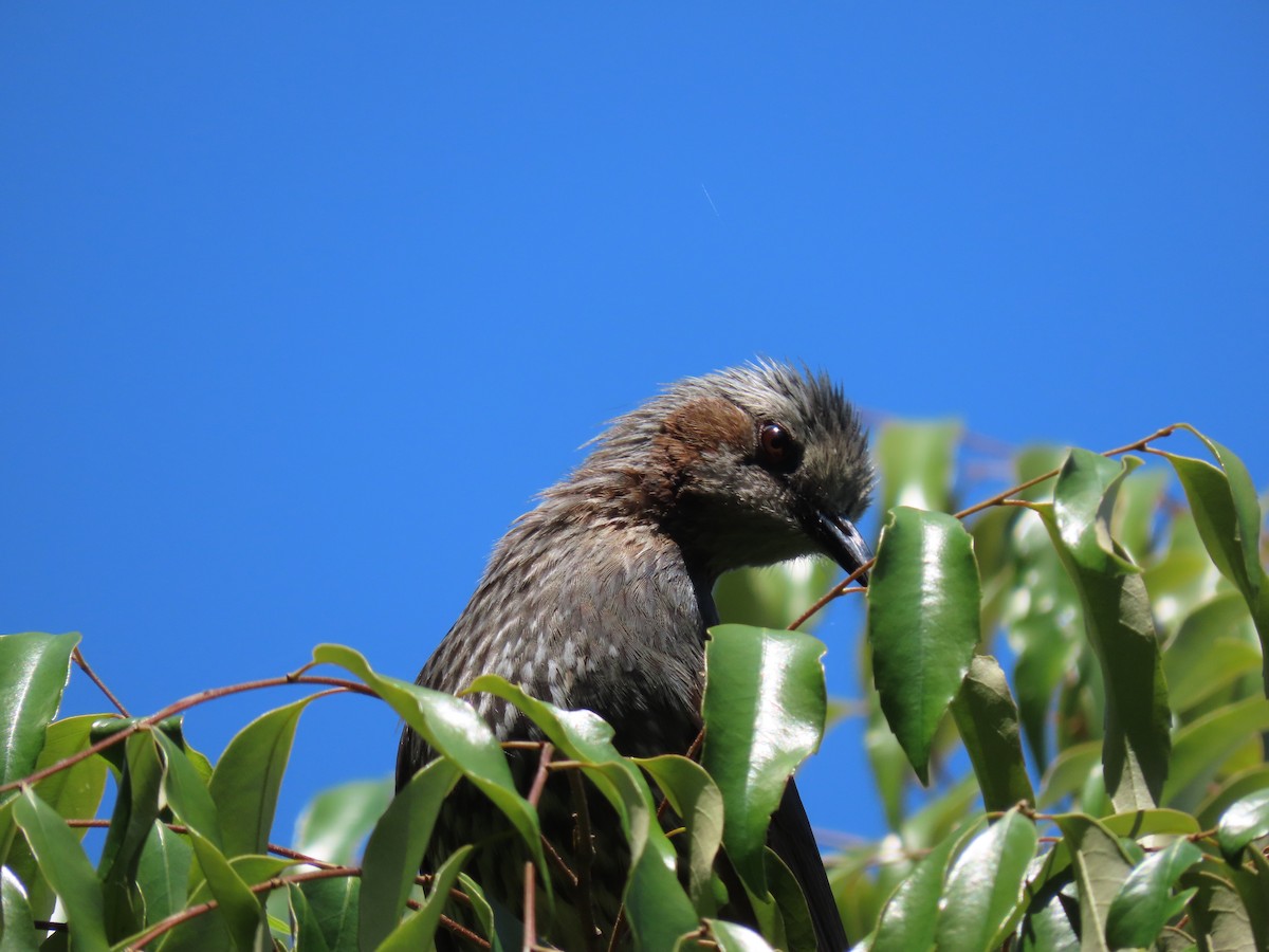 Brown-eared Bulbul - ML422575771