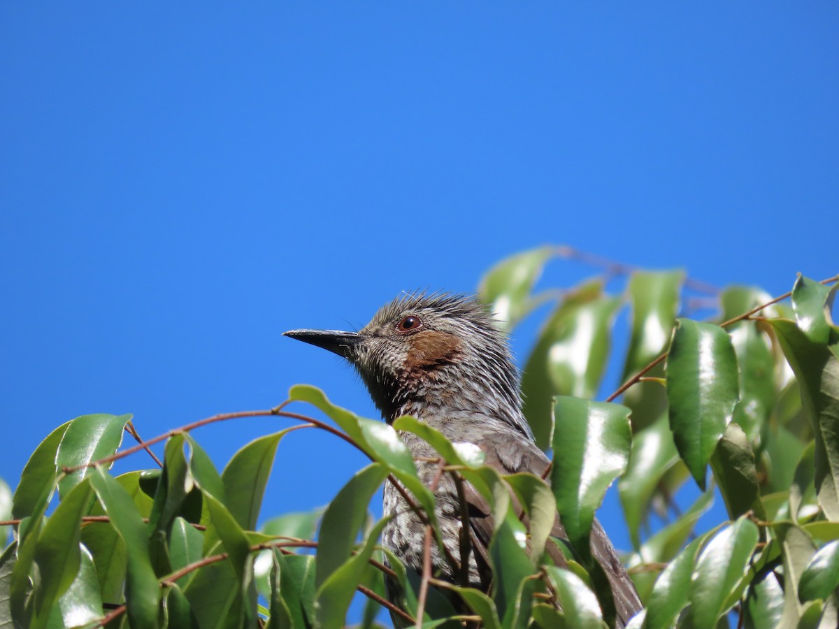 Brown-eared Bulbul - ML422575781