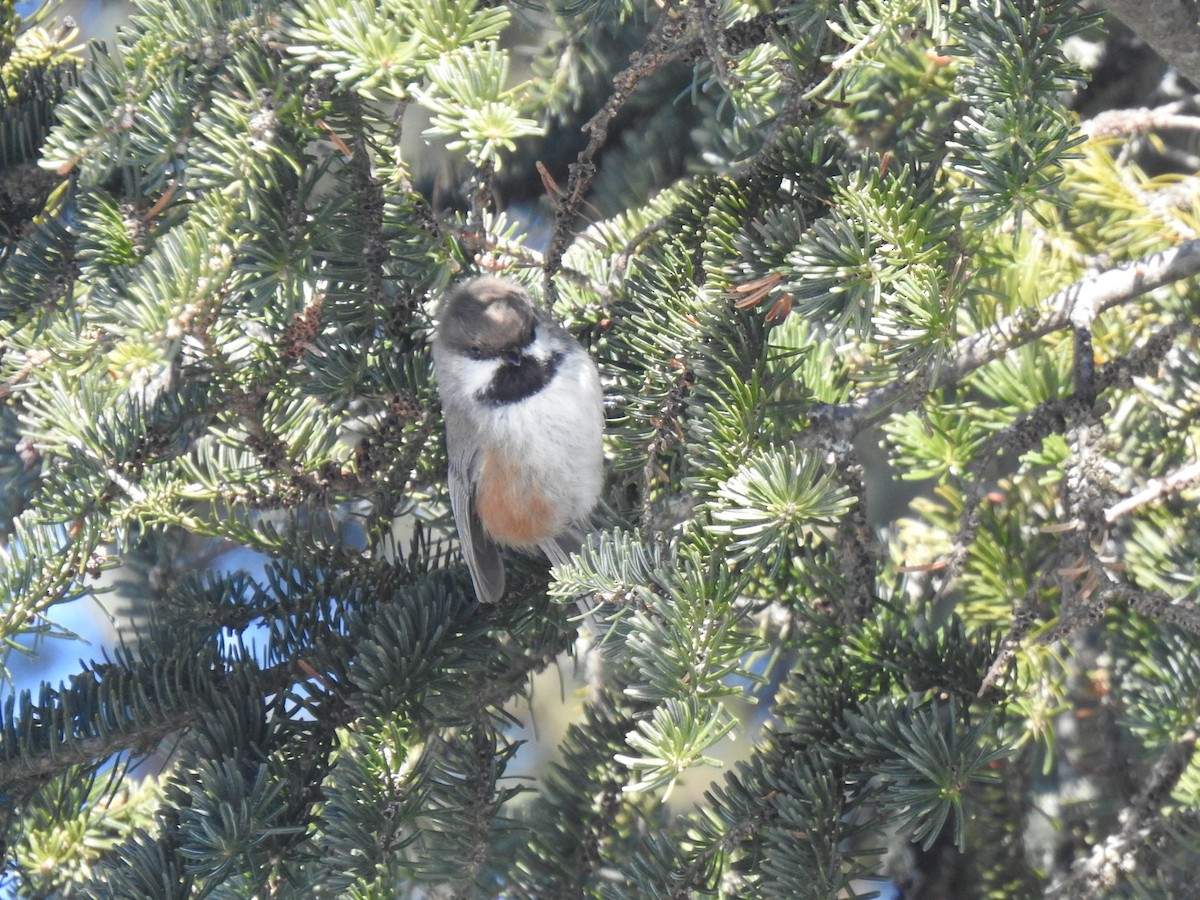 Boreal Chickadee - ML422576071