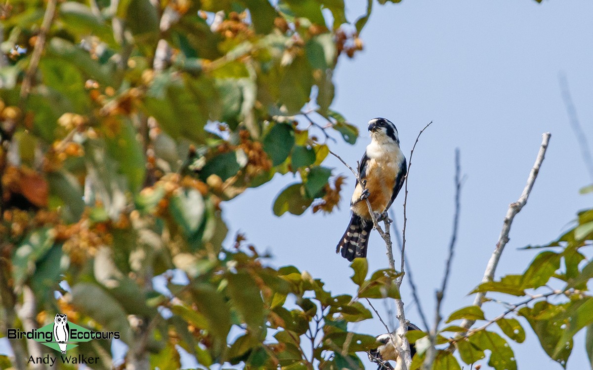 Black-thighed Falconet - Andy Walker - Birding Ecotours