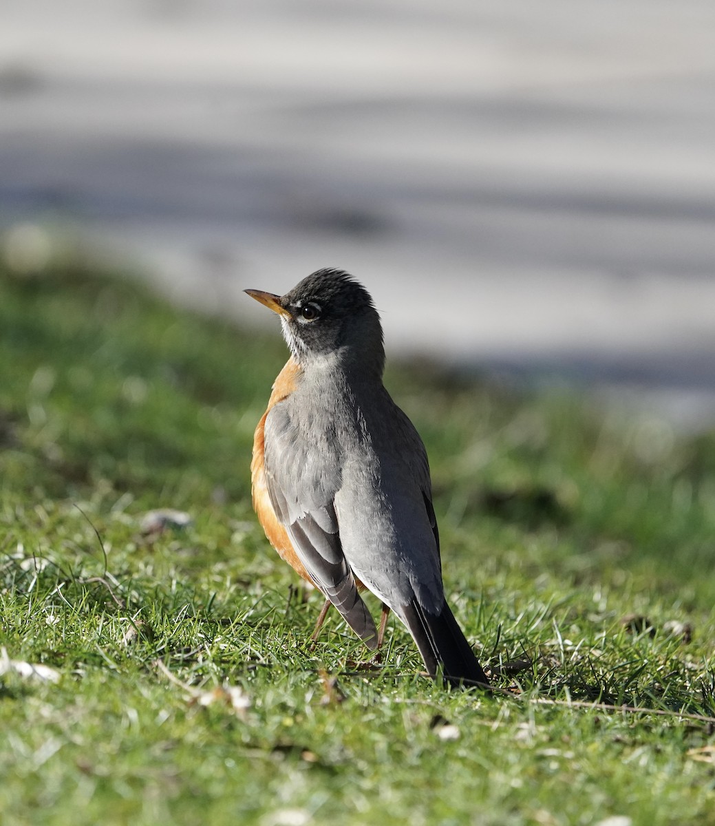 American Robin - ML422578031