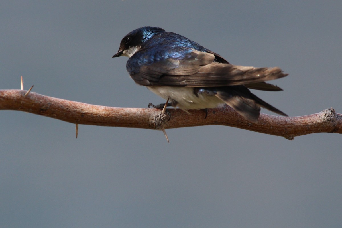 Tree Swallow - Debbi Senechal