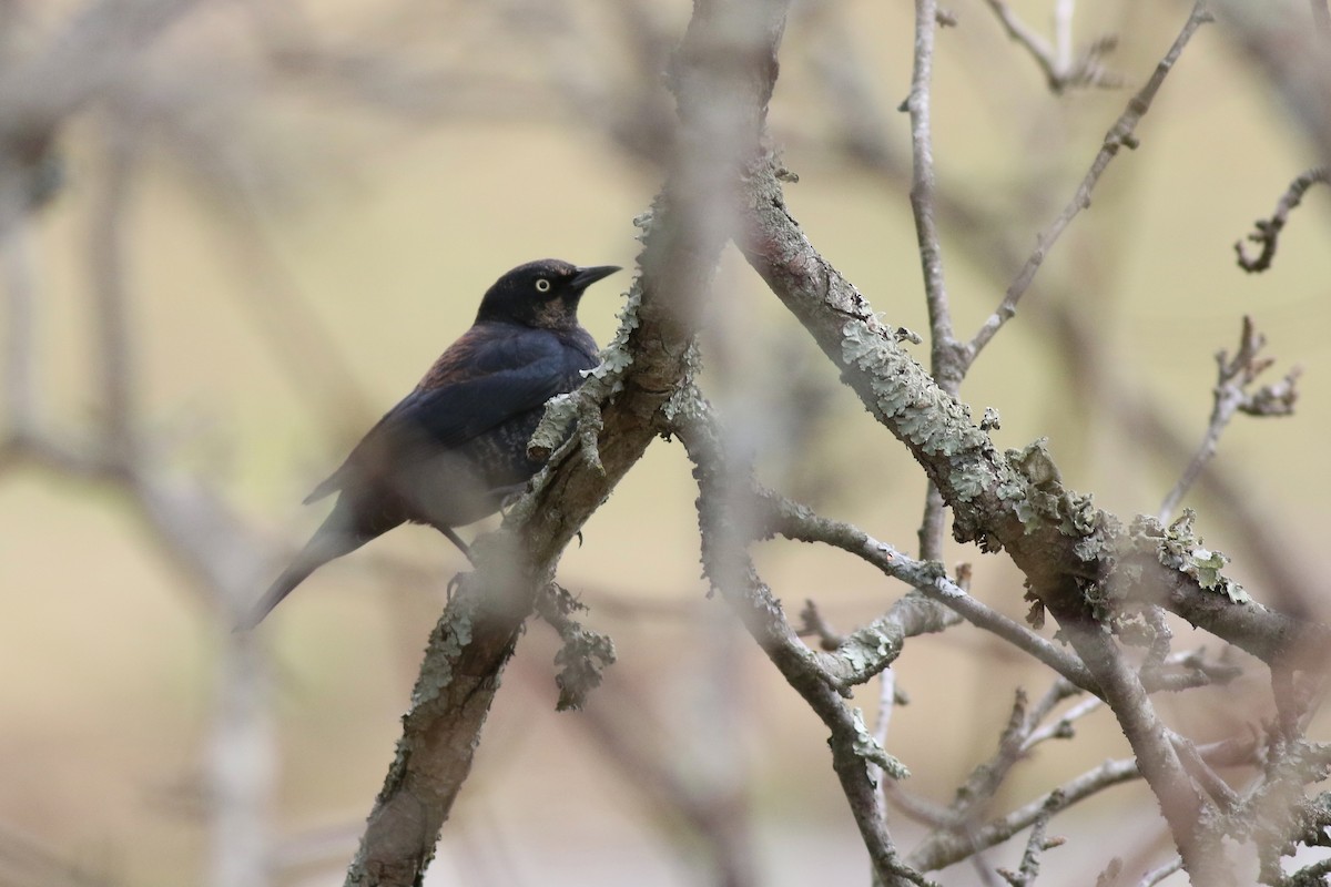 Rusty Blackbird - ML422581241