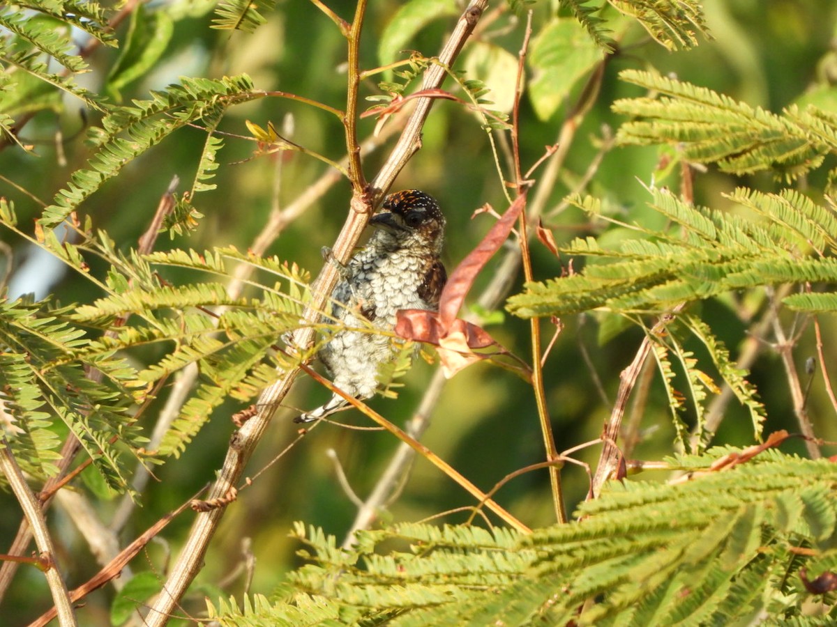 Scaled Piculet - ML422581671
