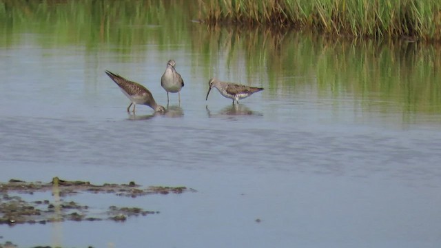 Stilt Sandpiper - ML422585831