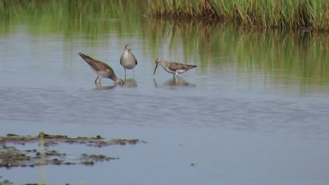 Bindenstrandläufer - ML422585831