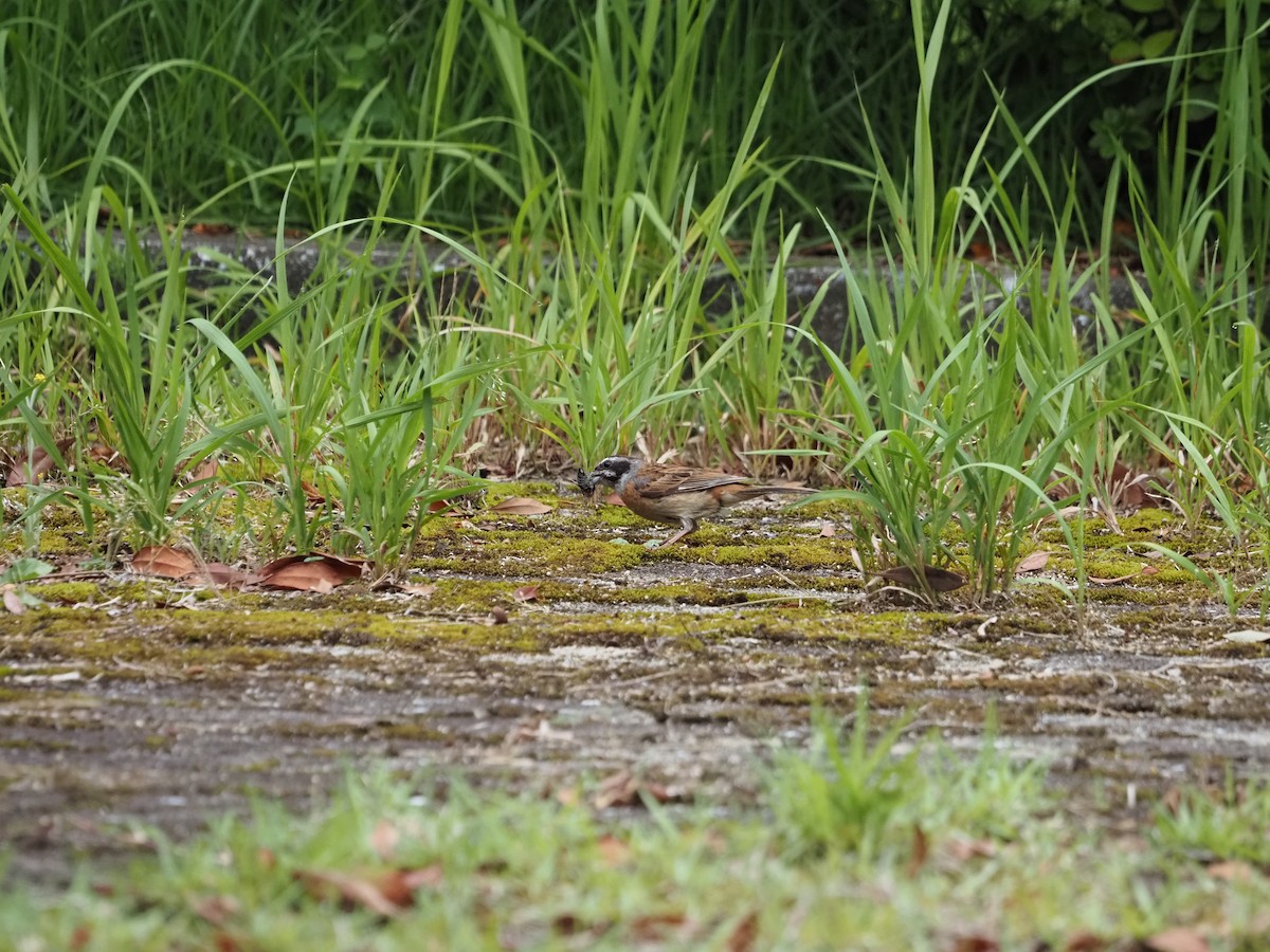 Meadow Bunting - ML422586831