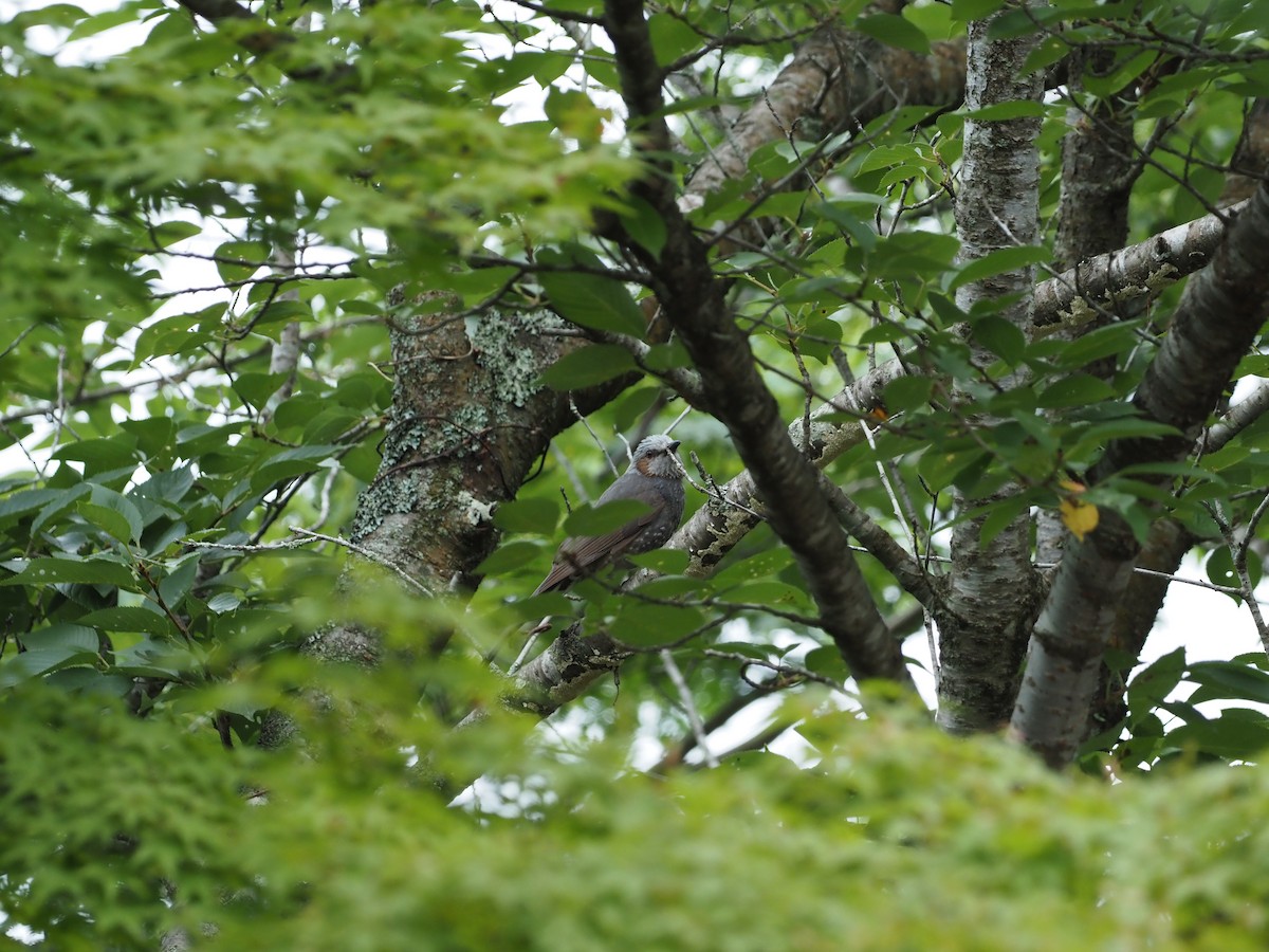 Brown-eared Bulbul - ML422586841