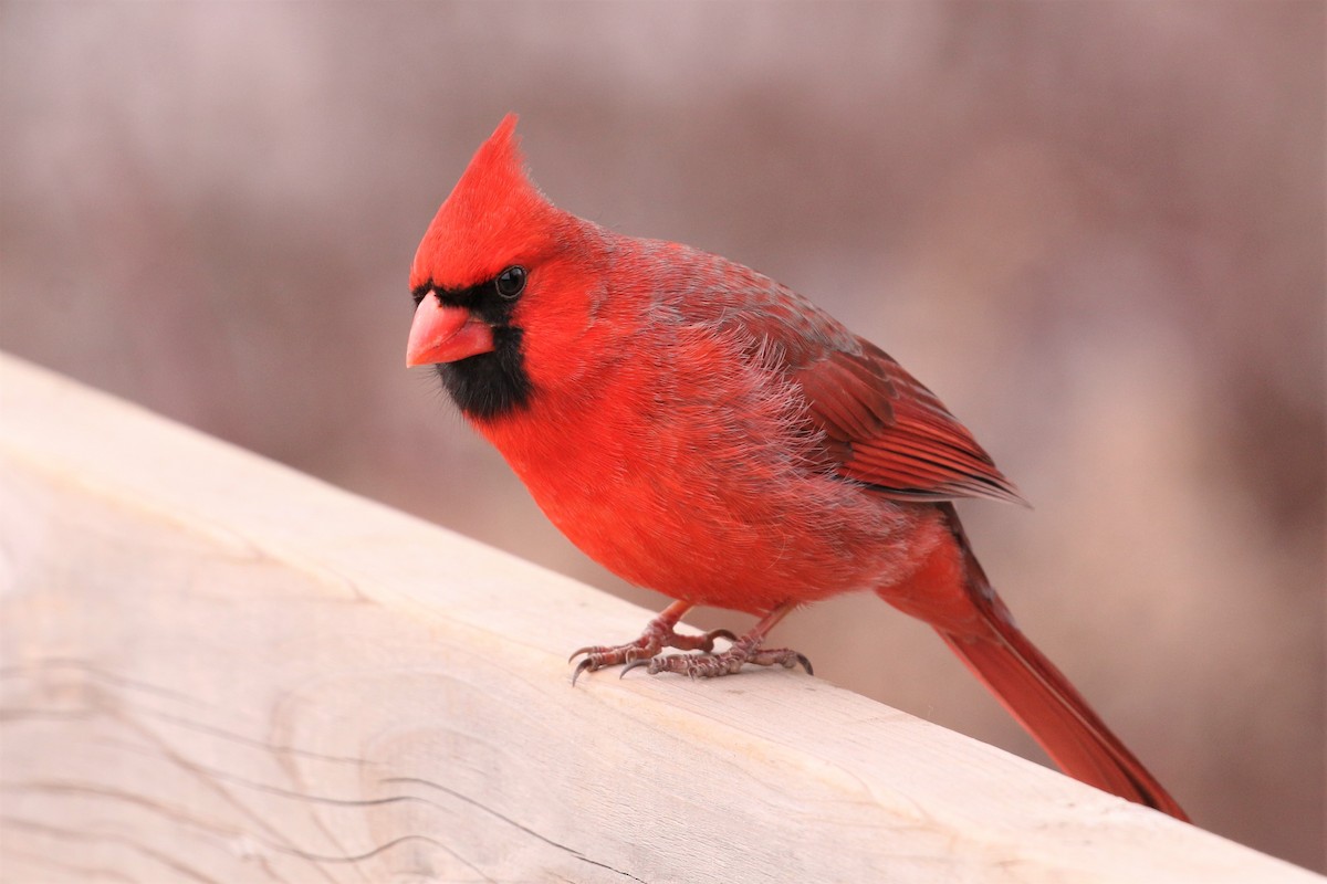 Northern Cardinal - Jon Pleizier