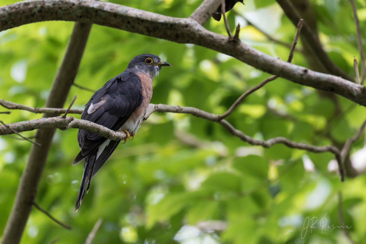 Philippine Hawk-Cuckoo - ML422587341