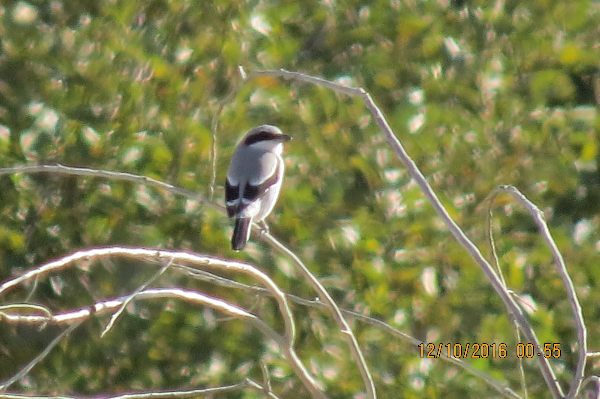 Loggerhead Shrike - ML42259041