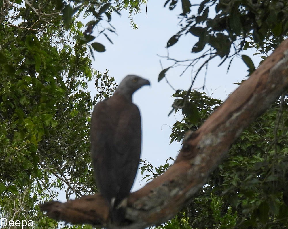 Gray-headed Fish-Eagle - Deepa Wimalasena