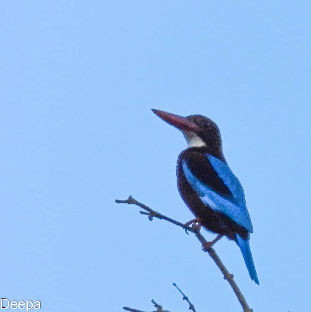 White-throated Kingfisher - Deepa Wimalasena