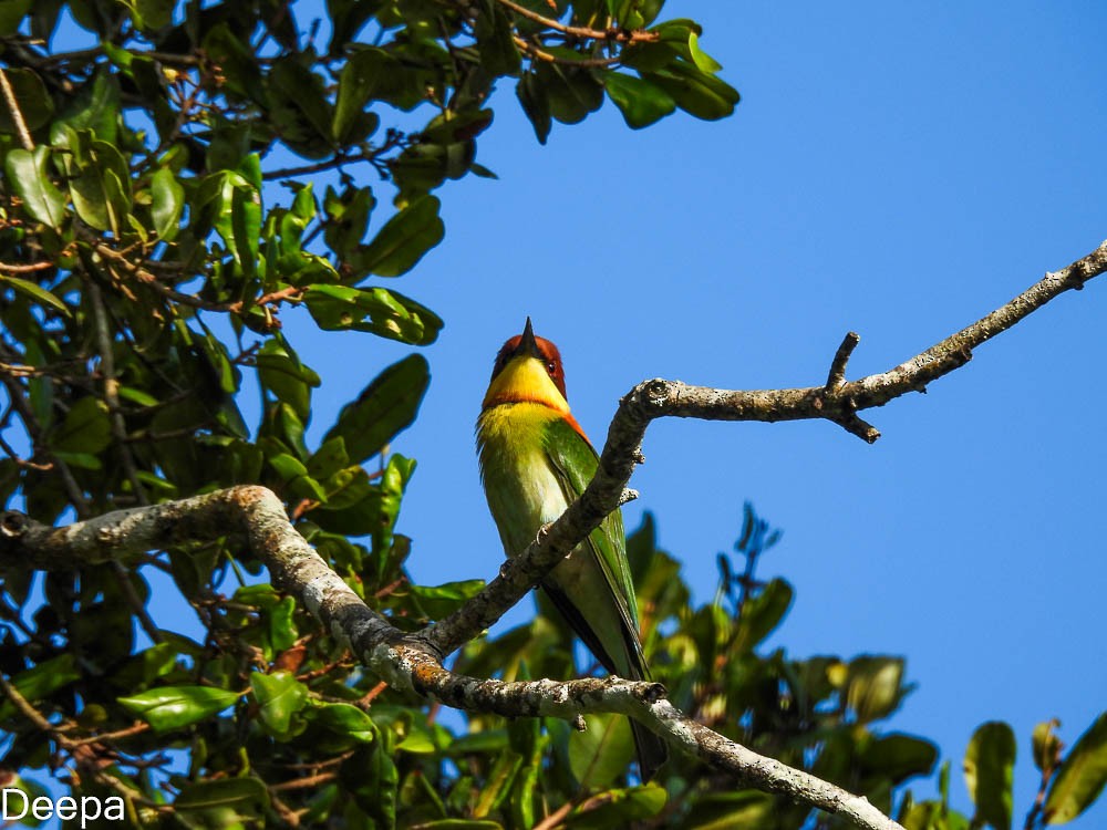 Chestnut-headed Bee-eater - Deepa Wimalasena