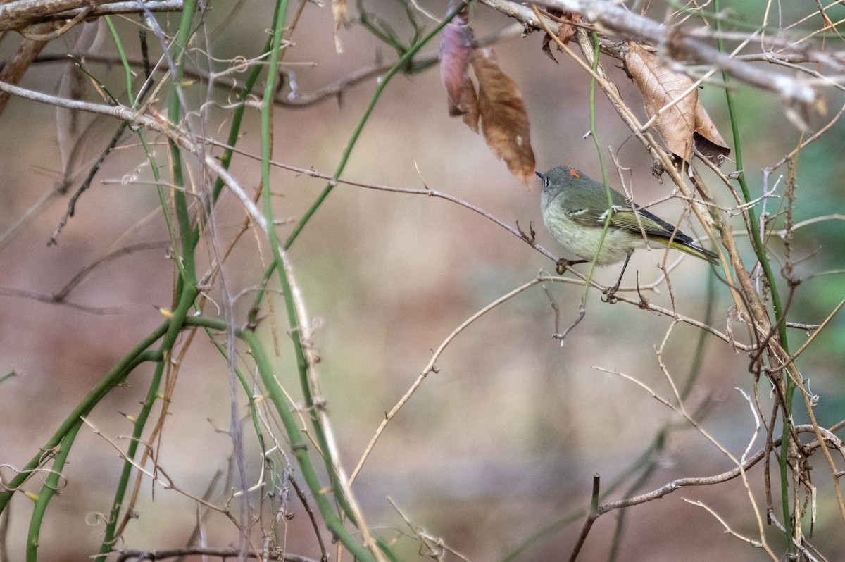 Ruby-crowned Kinglet - ML422591591