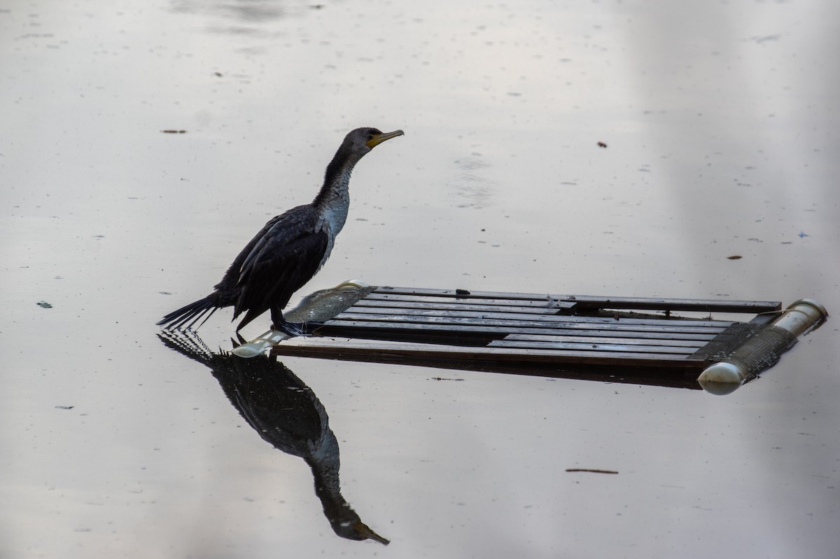 Double-crested Cormorant - ML422592041