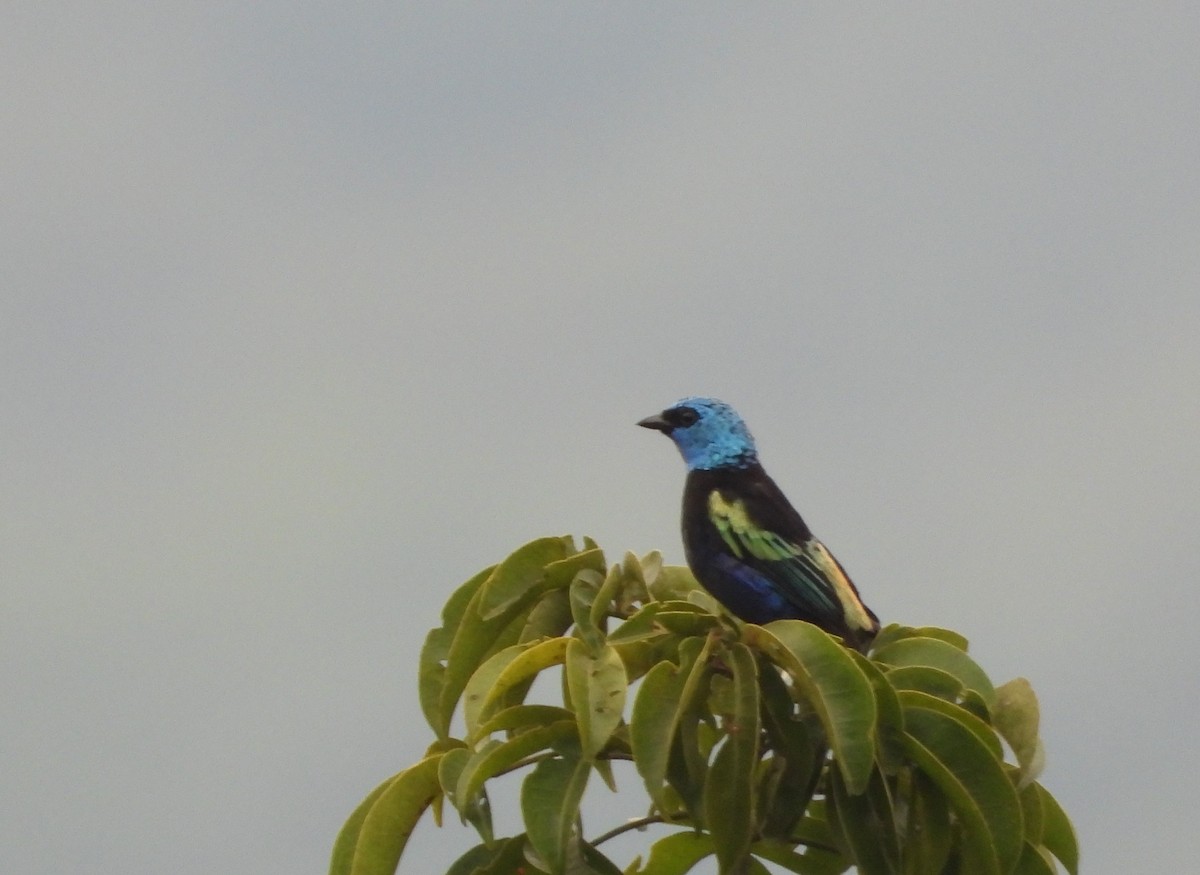 Blue-necked Tanager - ML422592371