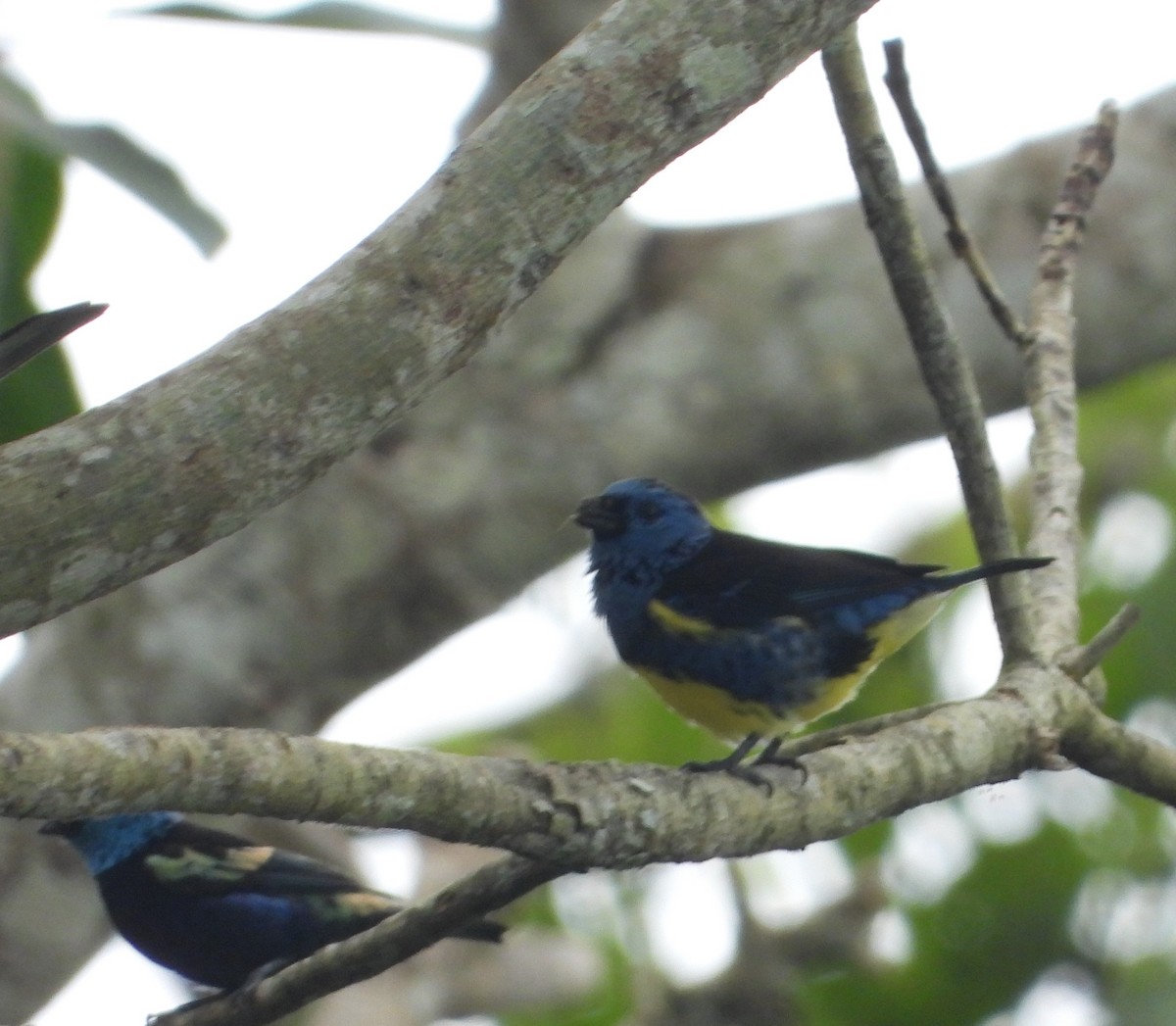 Turquoise Tanager - ML422592421