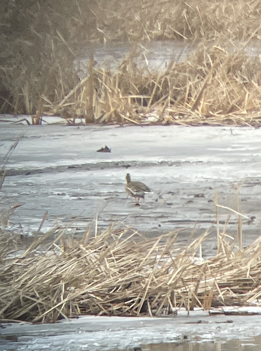 Greater White-fronted Goose - Aaron Holschbach