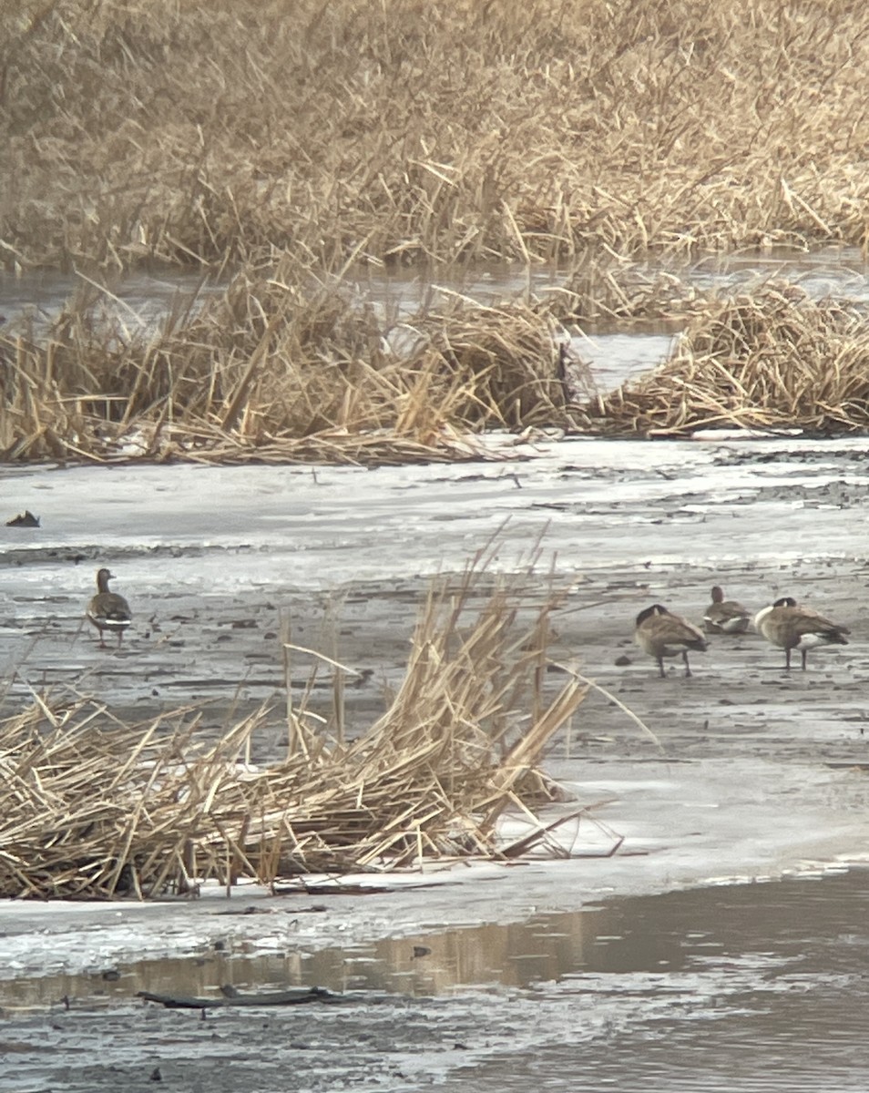 Greater White-fronted Goose - Aaron Holschbach