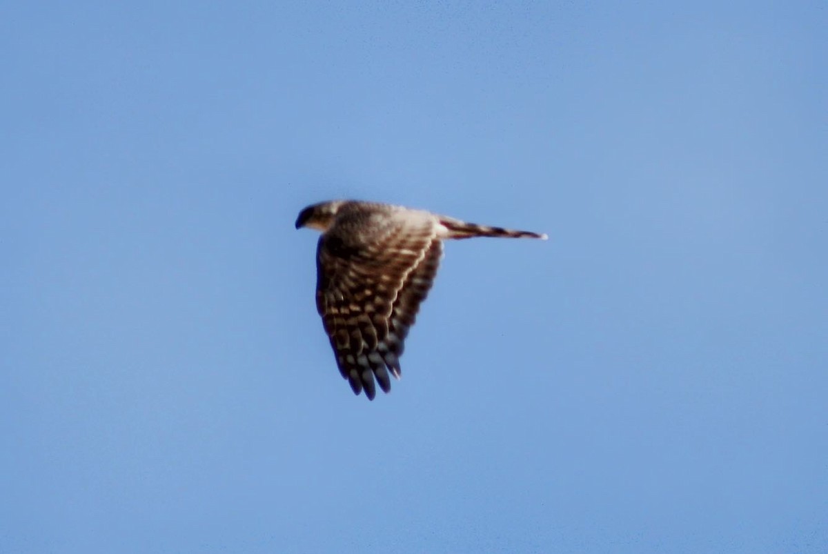 Sharp-shinned Hawk - ML422592661