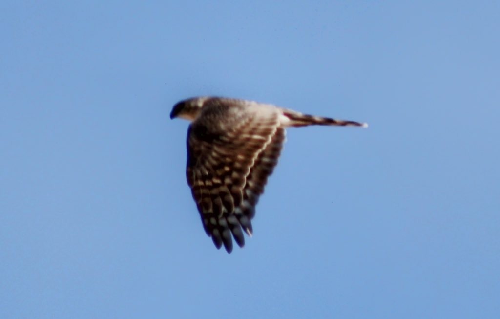 Sharp-shinned Hawk - Karen Blocher