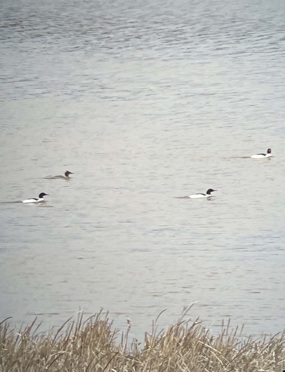 Common Merganser - ML422592731