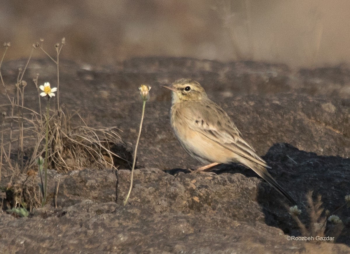 Tawny Pipit - ML422593321