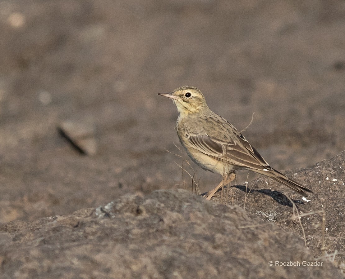 Tawny Pipit - ML422593461