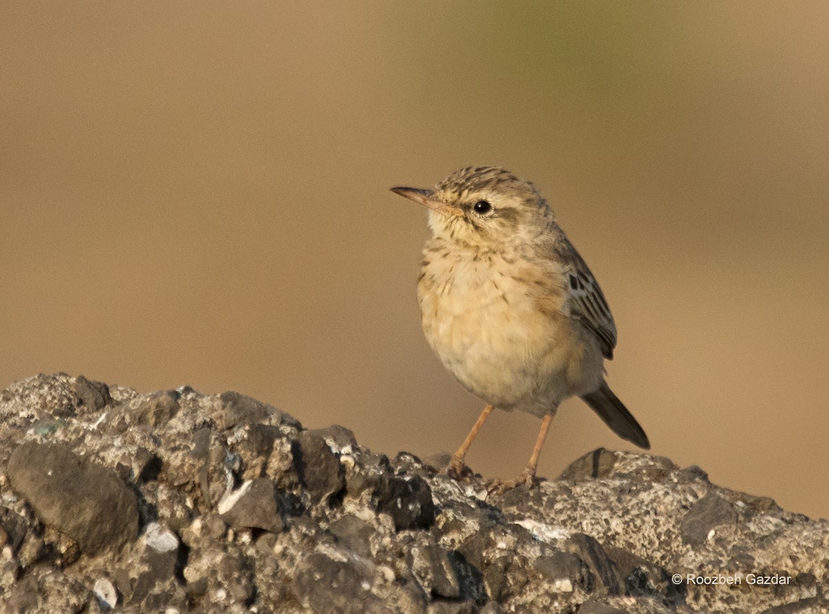 Tawny Pipit - ML422593501