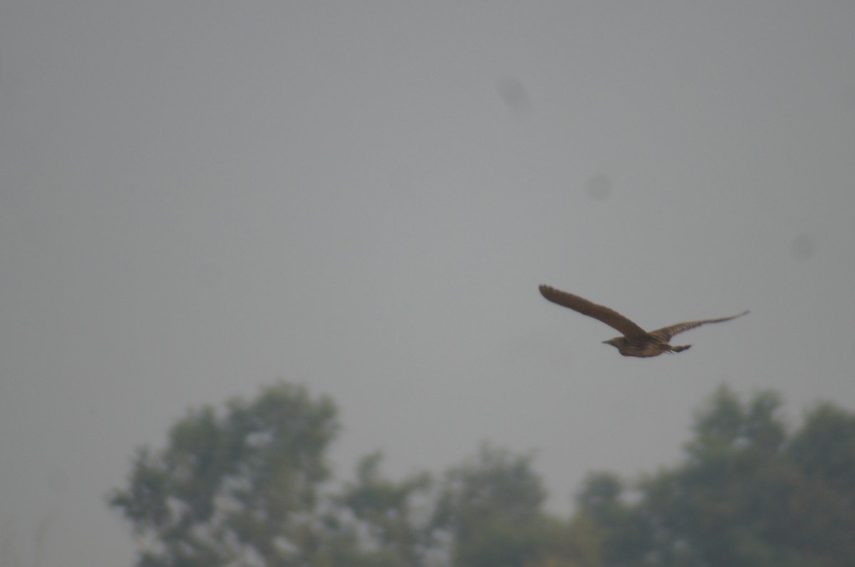 Great Bittern - ML42259361